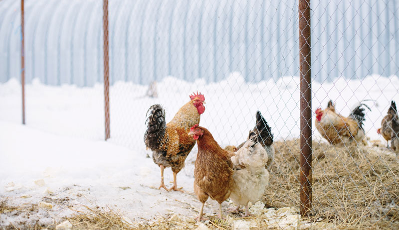 chickens chicken predators