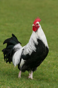 silver-dorking-rooster