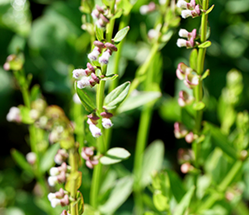 skullcap weeds weed cutter
