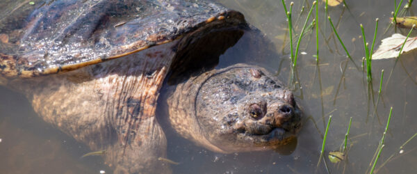 Snapping Turtles: Common Duck Predators