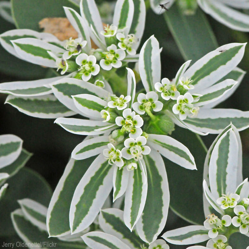 7 Self-Sowing Annuals I Love (HobbyFarms.com)