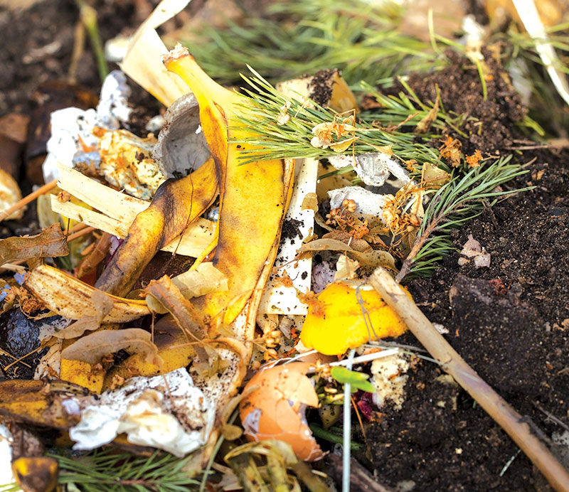 soil amendments banana peels