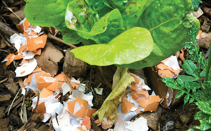 soil amendments eggshells