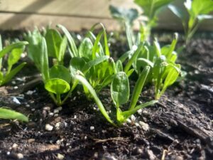seed-starting-soil