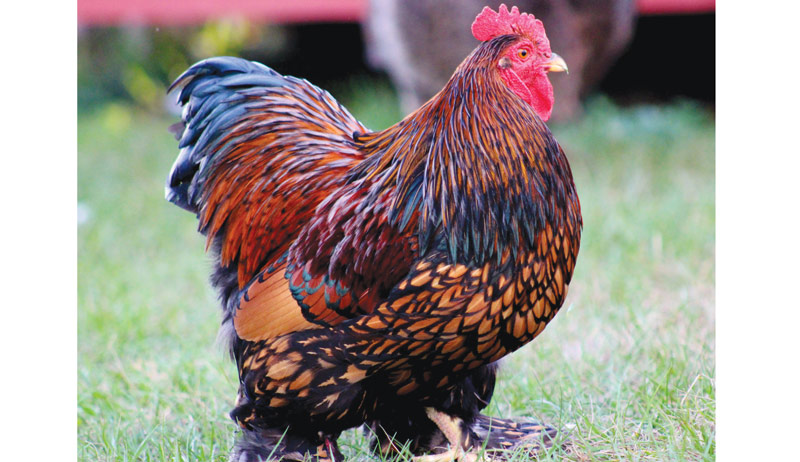 Best of Cluck