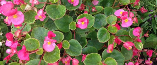 How to Grow Begonias From Seed: Get Started Early