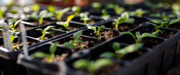 Starting Seeds Indoors: 5 Benefits for Your Farm