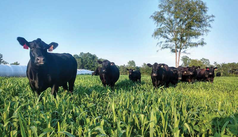 grass-fed cattle