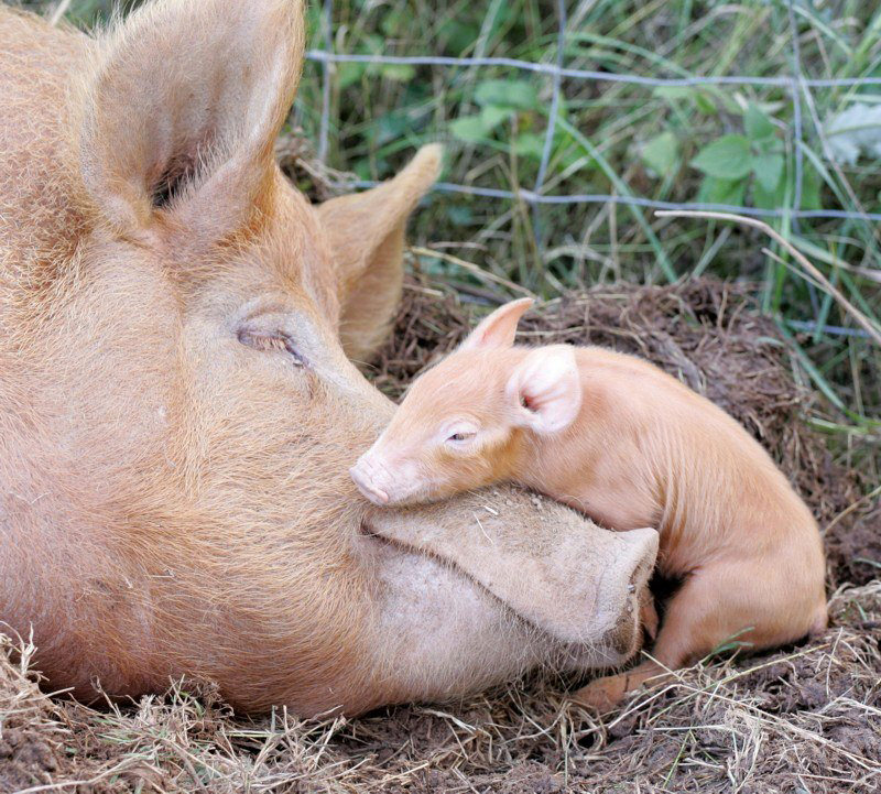tamworth sow and baby are good to raise on small farms