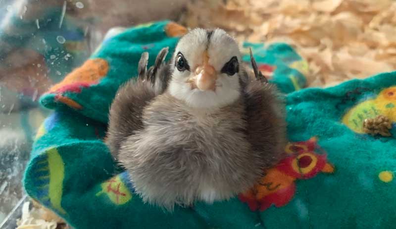 Shutterclucks