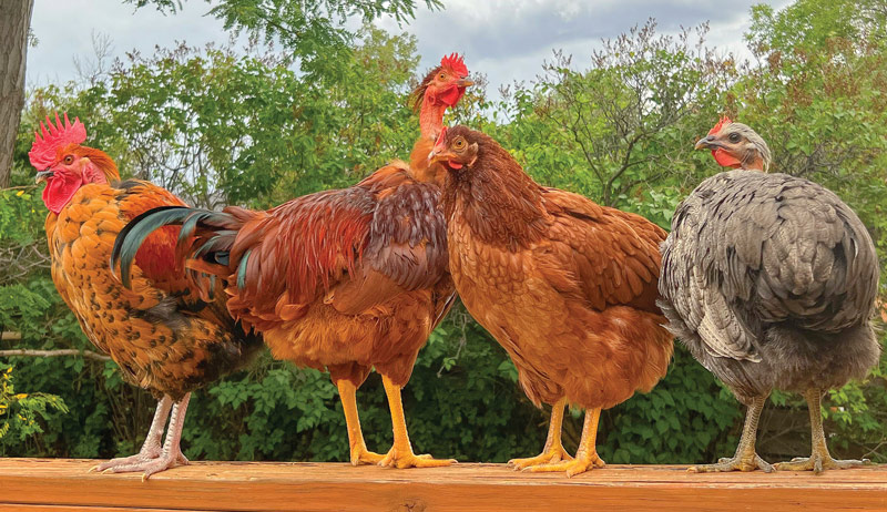 Best of Cluck