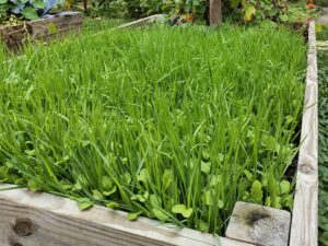 oats in garden being used as a cover and trap crop