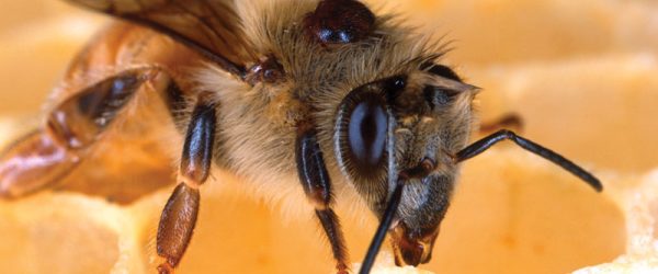 What You Should Know About Bee Genetics