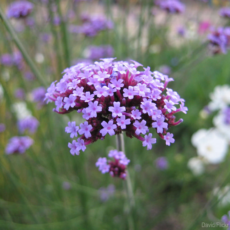 7 Self-Sowing Annuals I Love (HobbyFarms.com)