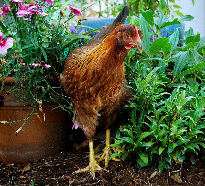 Welsummer pullet