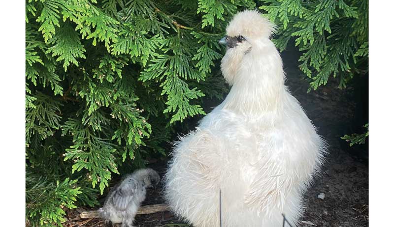 shutterclucks