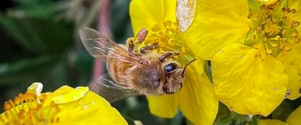 Check Out Award-Winning Fennel Pollen Honey From Bee Squared