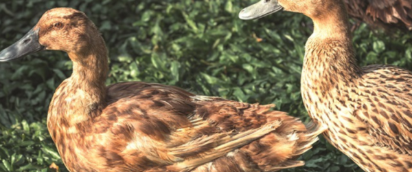 Domestic Duck Breeds: 17 APA Recognized Breeds