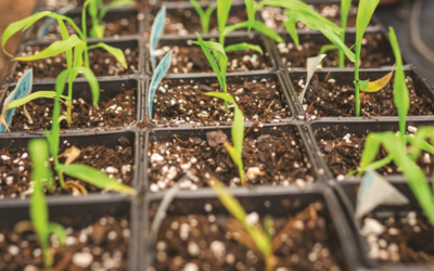 How to Make a Hotbed & Grow Sweet Corn Transplants