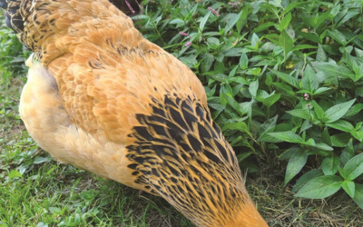 Impacted Crop: How to Identify & Treat in Chickens