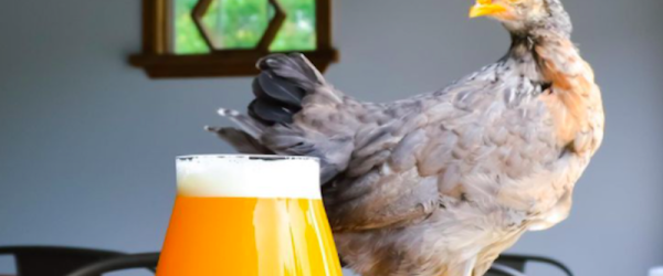 Beekeeping & A Permaculture Orchard Direct Beers At Wayward Lane Brewing